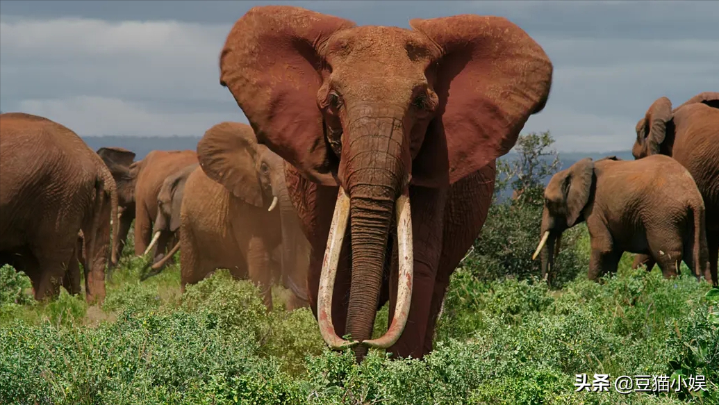 一部关于大象的生态纪录片，通过迁徙之旅展现族长的智慧