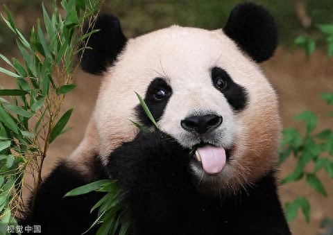旅韩大熊猫“福宝”表情包人气登顶，俘获韩国粉丝芳心